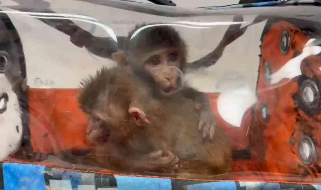 Ticaret Bakanlığı’na bağlı Gümrük Muhafaza ekipleri, Habur Gümrük Kapısı’nda gerçekleştirdiği