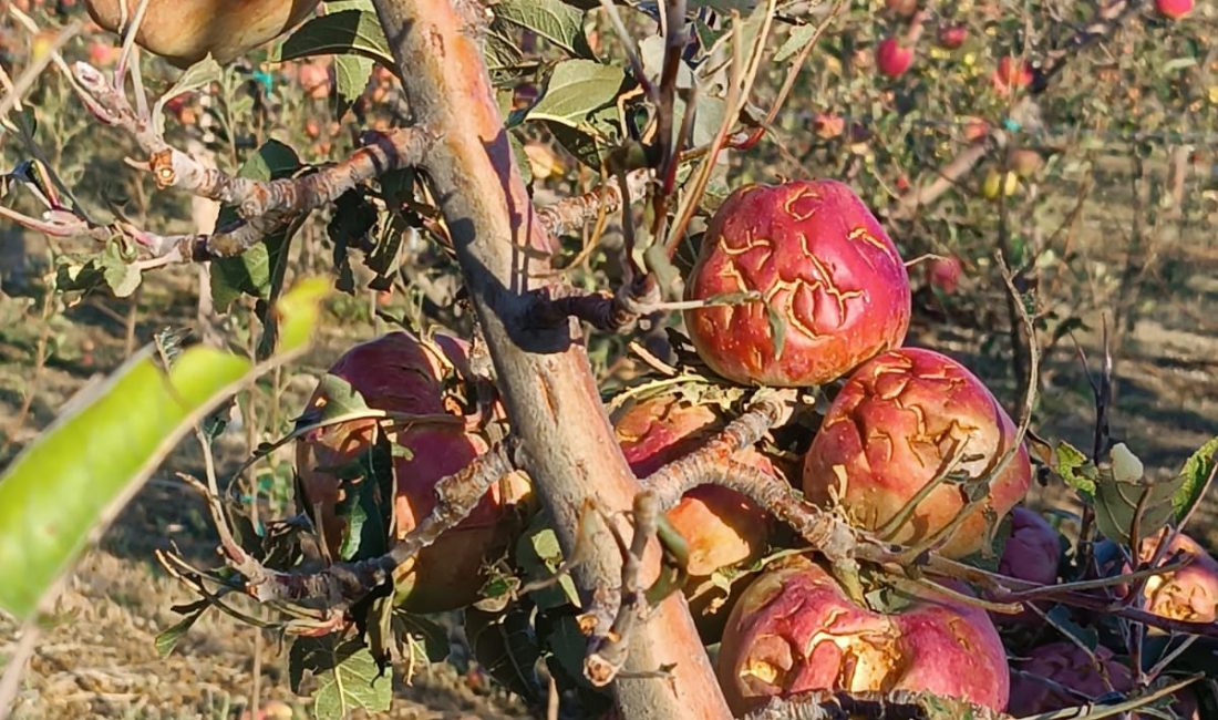 Isparta’nın Gelendost ve Eğirdir ilçelerinde, 8 Eylül’de etkili olan dolu