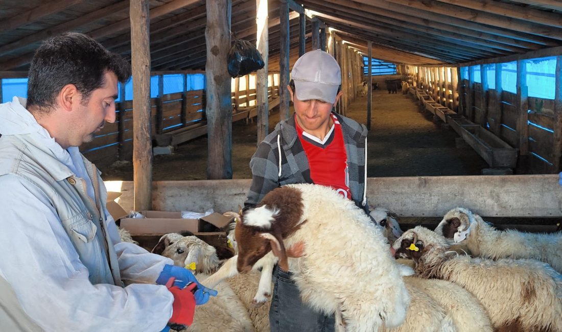 Kars’ta İl Tarım ve Orman Müdürlüğü ekipleri, yaklaşık 1,5 milyon