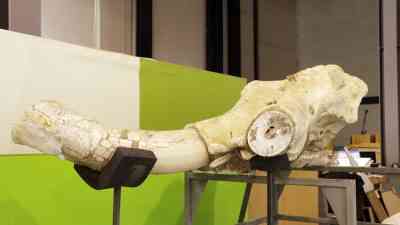 Kayseri’nin Kocasinan ilçesinde bulunan Yamula Barajı kıyısındaki fosil kazılarında, bu