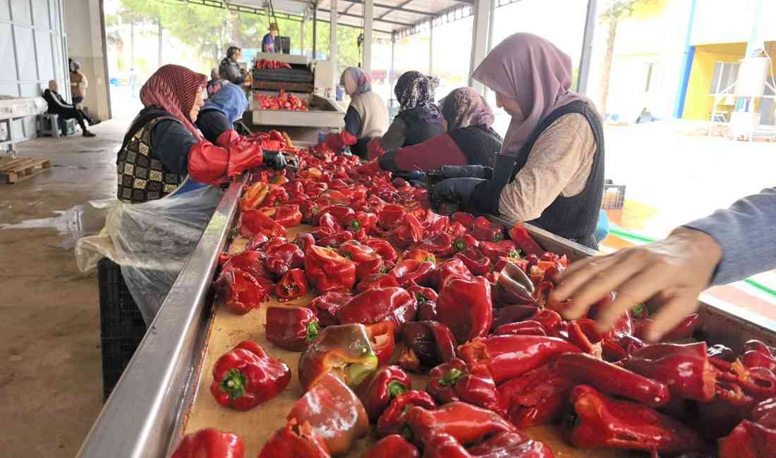 Bursa’nın İnegöl ilçesi Kulaca Mahallesi’nde faaliyet gösteren salça üretim tesislerinde