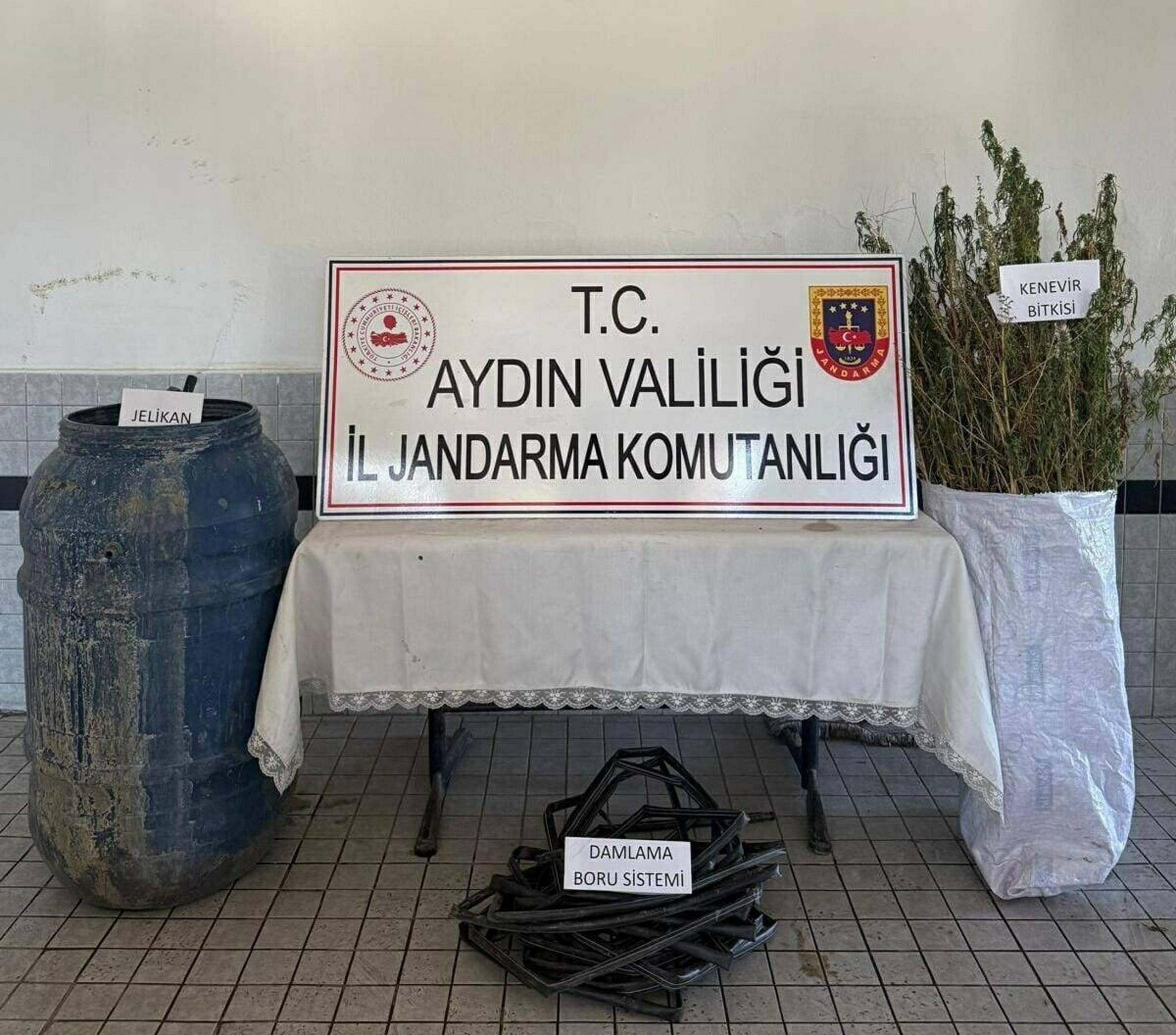 Aydın’ın Buharkent ilçesinde ormanlık alanda yasa dışı şekilde Hint keneviri