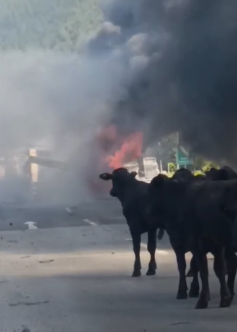 Adana’nın Pozantı ilçesinde, otoyolda hareket halindeki büyükbaş yüklü TIR’da yangın