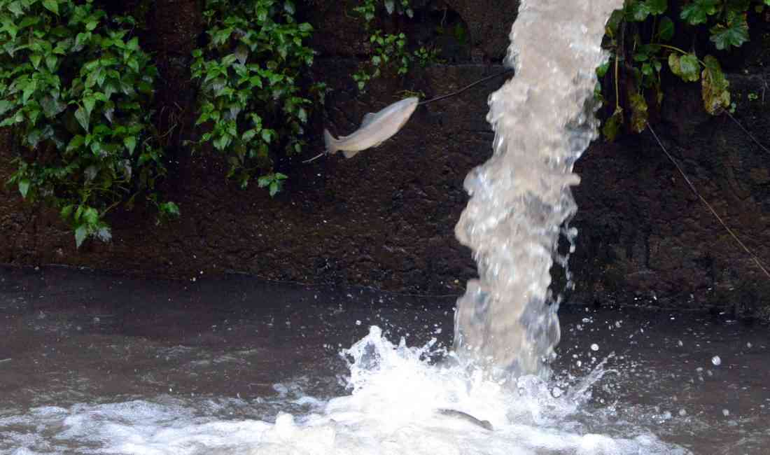 Rize’nin ünlü turizm merkezi Ayder Yaylası’nda sel felaketinden etkilenen alabalık