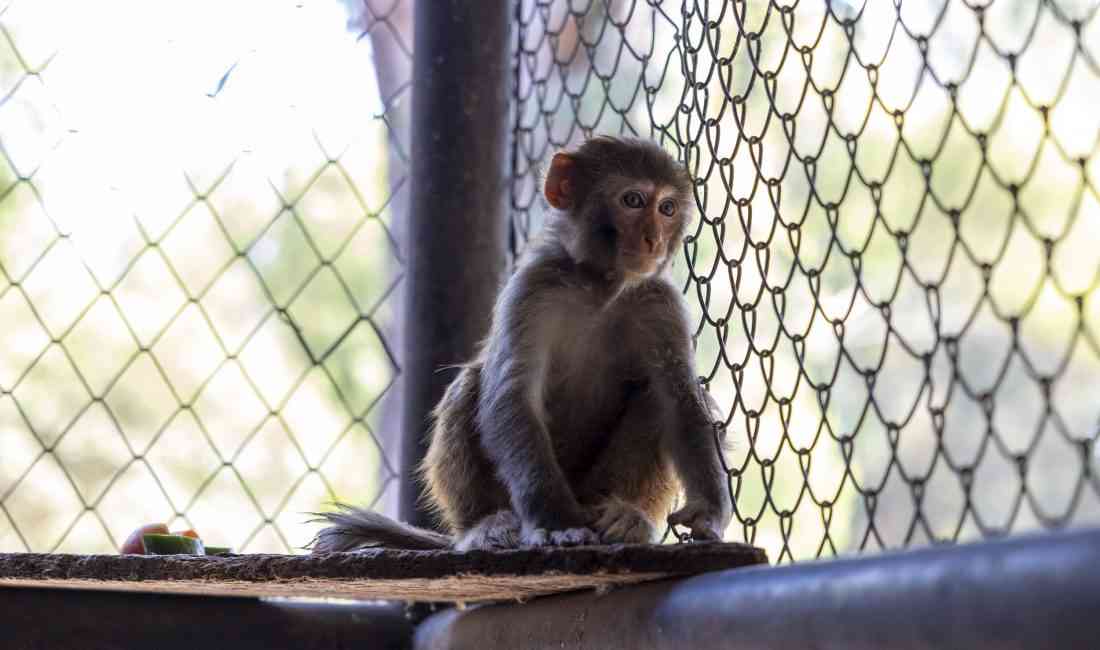 Hatay’dan Gelen Şeker, Kötü Muameleden Kurtarılarak Tarsus Doğa Parkı’nda Koruma