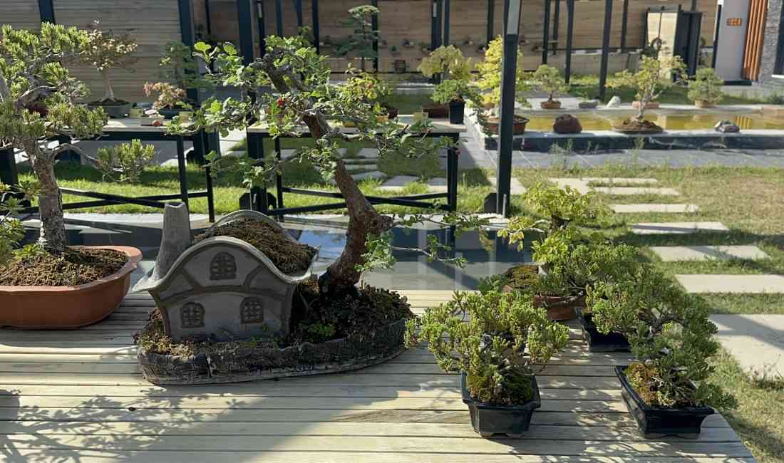 Yalova’da 2024 yılında açılan Bonsai Müzesi, 1,5 yılda 9 bin