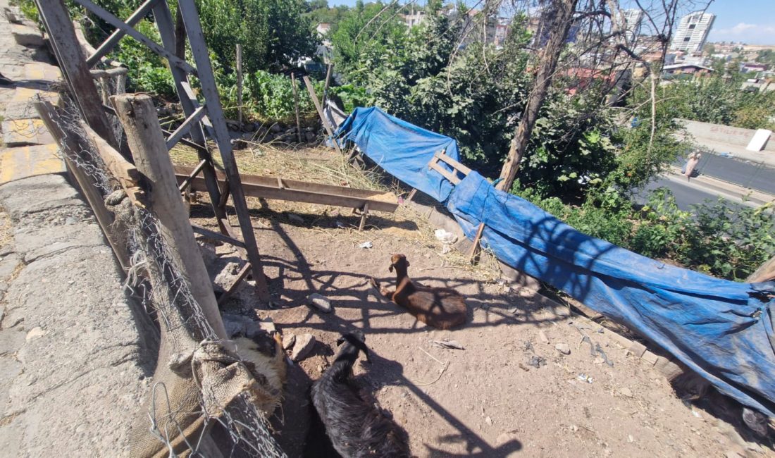 Diyarbakır’ın Yenişehir ilçesinde, elektrik direği yanında hareketsiz yatan keçiyi kaldırmak