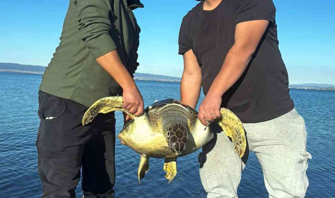 &nbsp; Çanakkale’nin Gelibolu ilçesinde amatör balıkçılar Sabri Akkaya ve Uğur