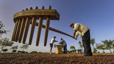   Karadeniz Bölgesi’nde zirai don, istilacı böcekler ve iklim değişikliğinin