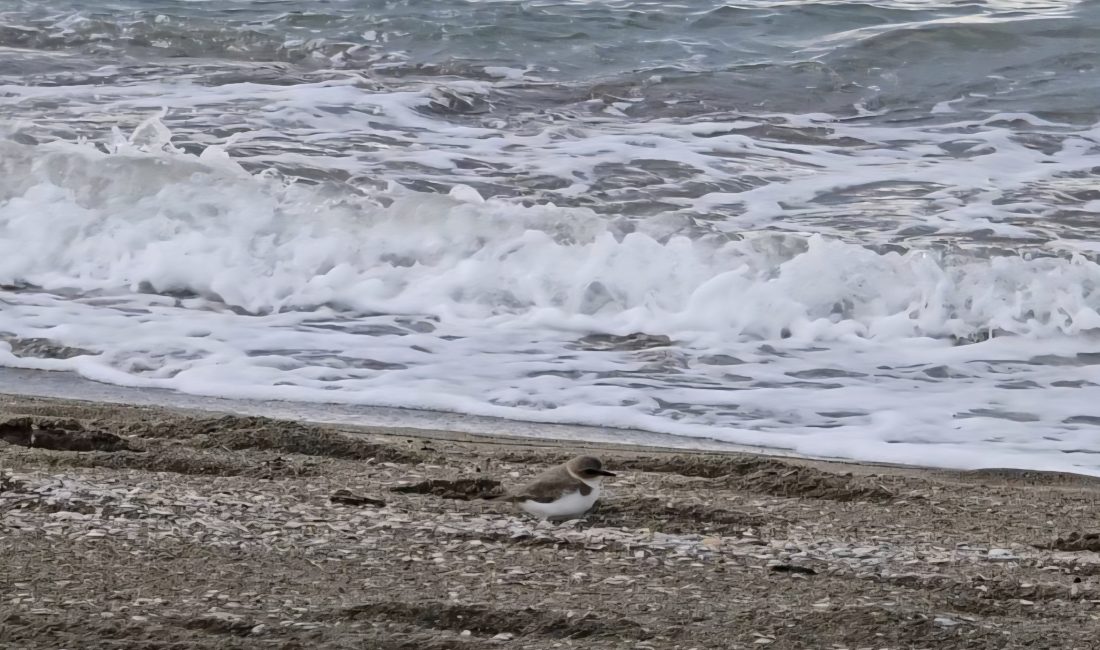 Hatay’ın Samandağ ilçesi sahilinde, kumsalda yiyecek ararken hızlı adımlarla hareket