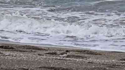 Hatay’ın Samandağ ilçesi sahilinde, kumsalda yiyecek ararken hızlı adımlarla hareket