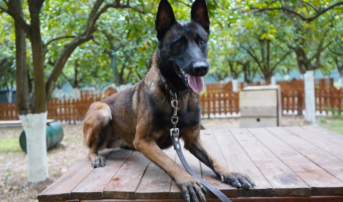 Antalya’nın İlk Enkazda Canlı Arama Sertifikalı Köpeği Tina Oldu Antalya merkezli Suda Arama Kurtarma Derneği (SKUT) bünyesinde eğitim alan