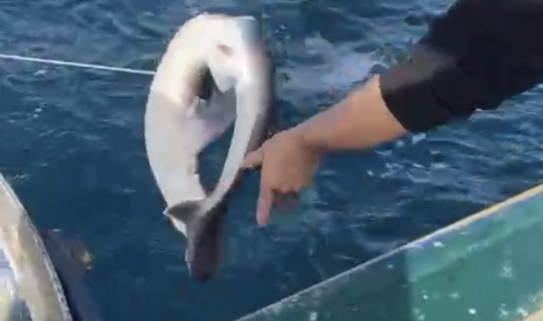 Bartın’ın Kurucaşile ilçesi açıklarında balıkçılar, ağlarına takılan camgöz türü köpek