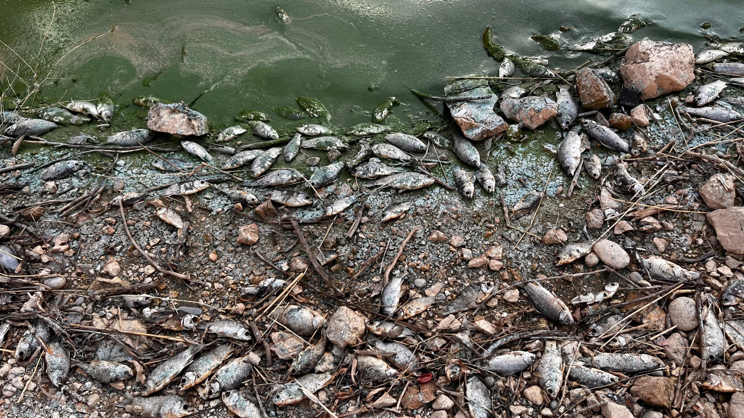 Siirt’in Botan Çayı’nda son bir haftada çok sayıda balık ölümü