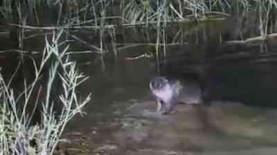 &nbsp; Şanlıurfa’nın Halfeti ilçesinde, nesli tükenme tehlikesi altında bulunan tatlı