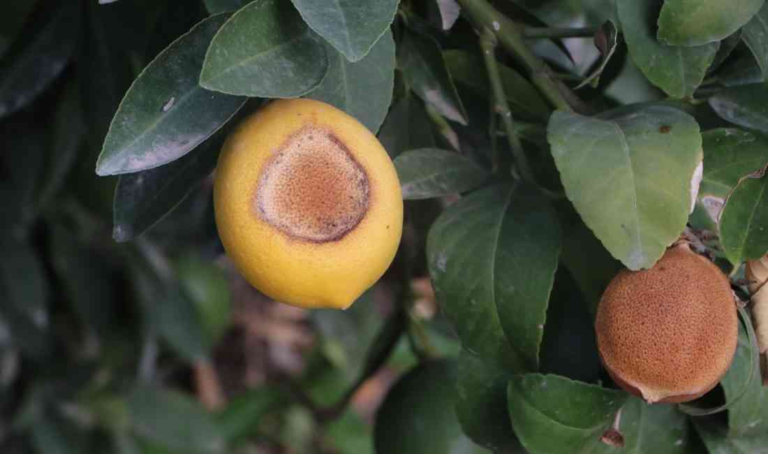 &nbsp; Adana Tarım Platformu Sözcüsü Cahit İncefikir, ağustos ayında hissedilen