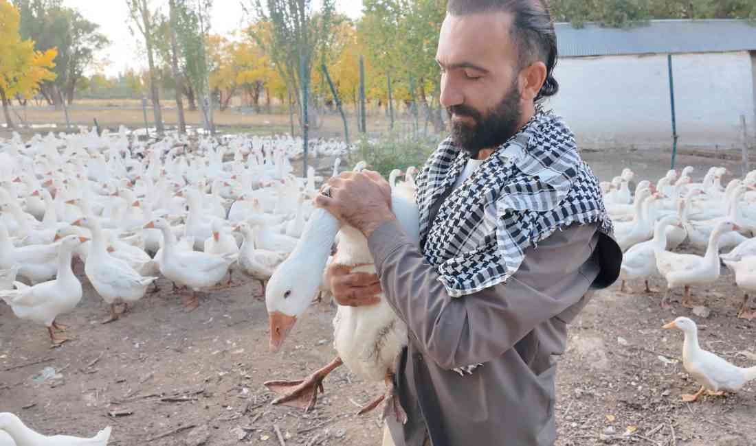 Ağrı’da kanatlı hayvan yetiştiriciliği yapan Hüseyin Kösedağ (35), çiftliğinde beslediği