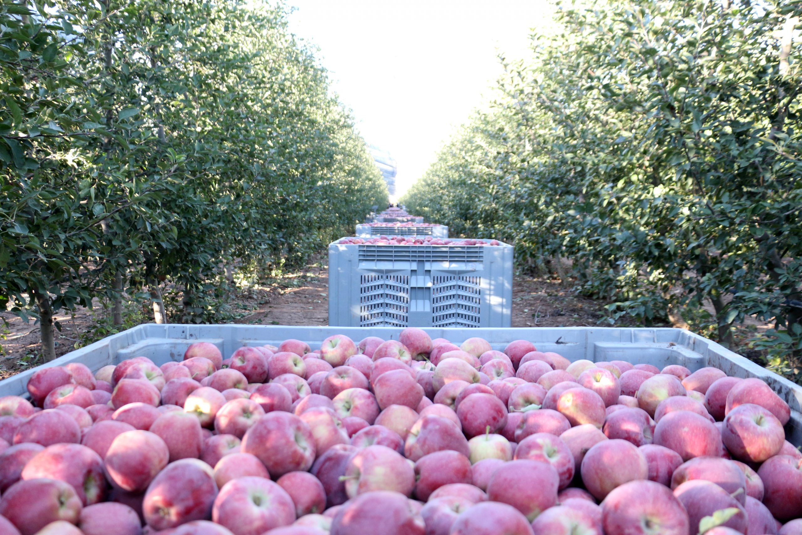   Isparta’da eylül ayında başlayan elma hasadı devam ederken, zirai
