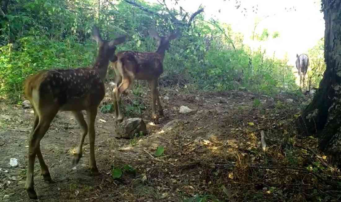 Bursa’da Doğa Koruma ve Milli Parklar (DKMP) Genel Müdürlüğü tarafından