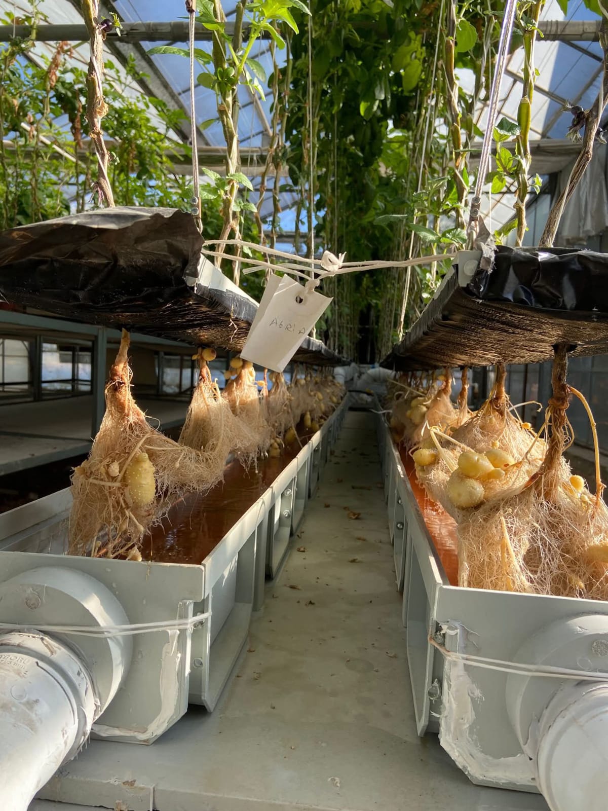 Türkiye’nin patates üretiminde tek Ar-Ge merkezi konumundaki Tarım ve Orman