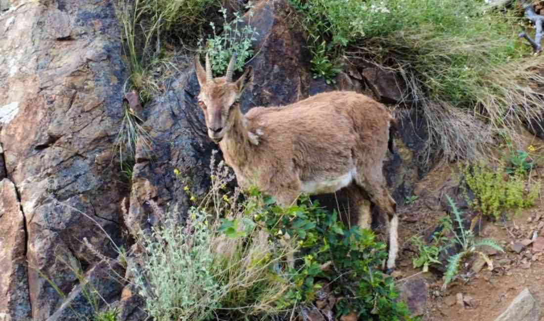 &nbsp; Erzurum’un Oltu ilçesine bağlı Damlıca Yaban Hayatı Koruma Sahası’nda