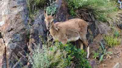 &nbsp; Erzurum’un Oltu ilçesine bağlı Damlıca Yaban Hayatı Koruma Sahası’nda