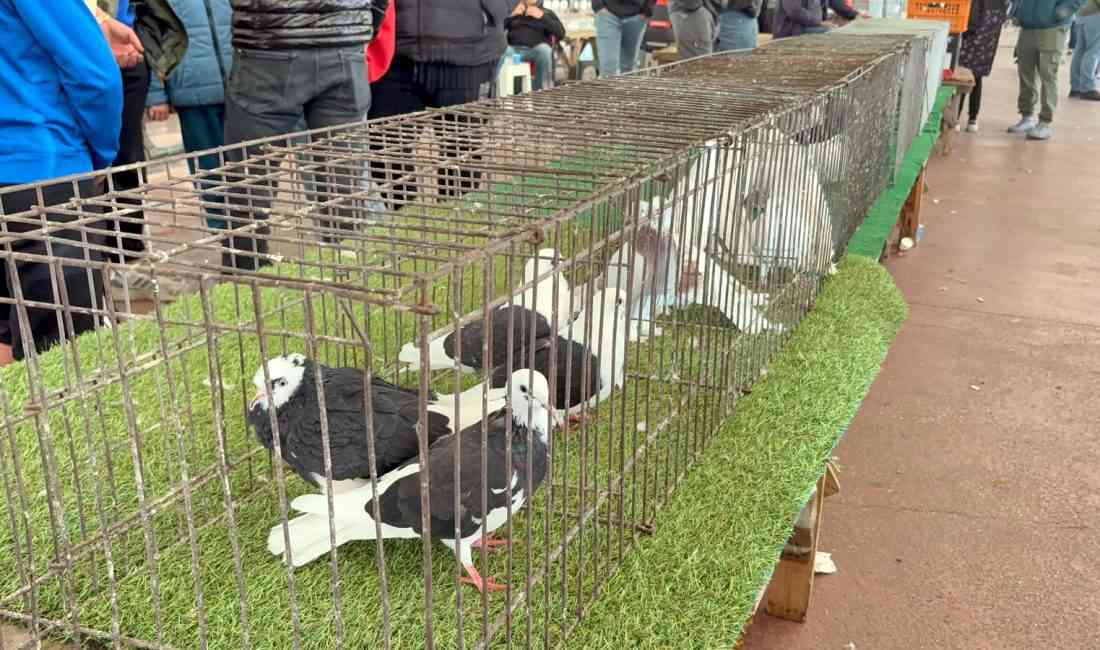 &nbsp; Tekirdağ’ın Çorlu ilçesinde açılan Trakya’nın en büyük güvercin pazarı,