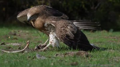 Bursa’nın Karacabey ilçesindeki Longoz Ormanı’nda yılan kartalı, fotoğraf sanatçısı Ertuğrul