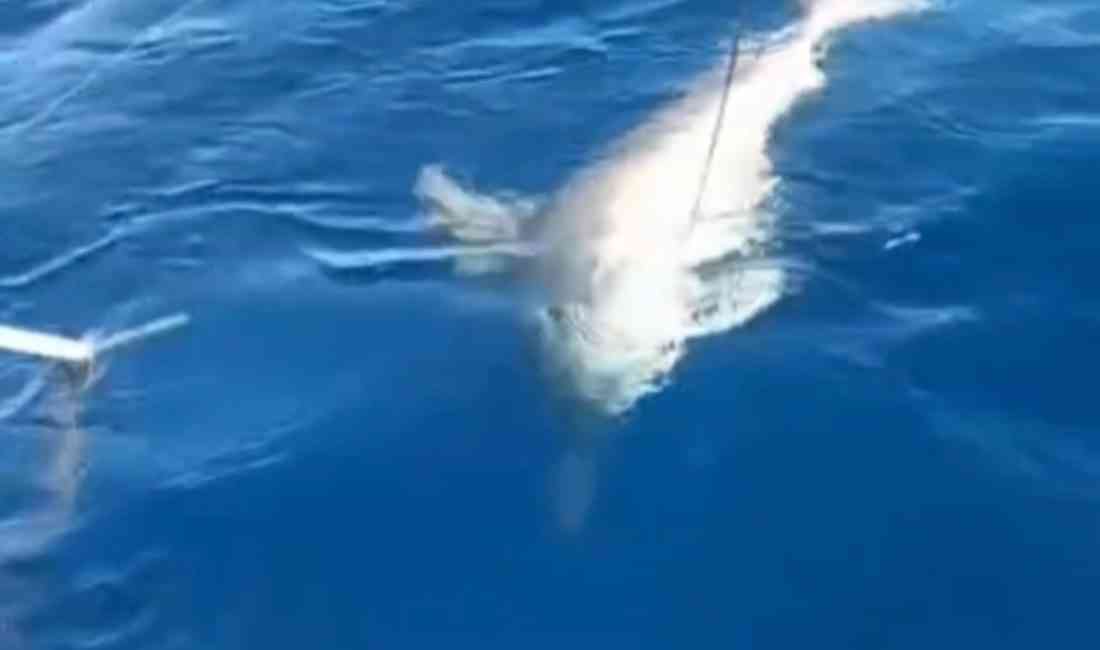 &nbsp; Yayladağı’nda Sıra Dışı Anlar Hatay’ın Yayladağı ilçesinde denize açılan