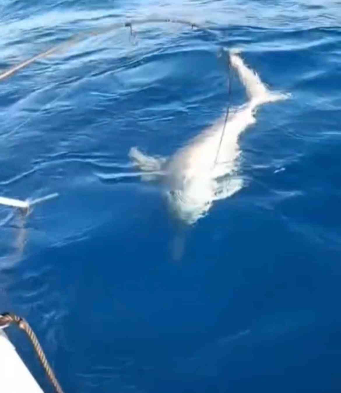 &nbsp; Yayladağı’nda Sıra Dışı Anlar Hatay’ın Yayladağı ilçesinde denize açılan