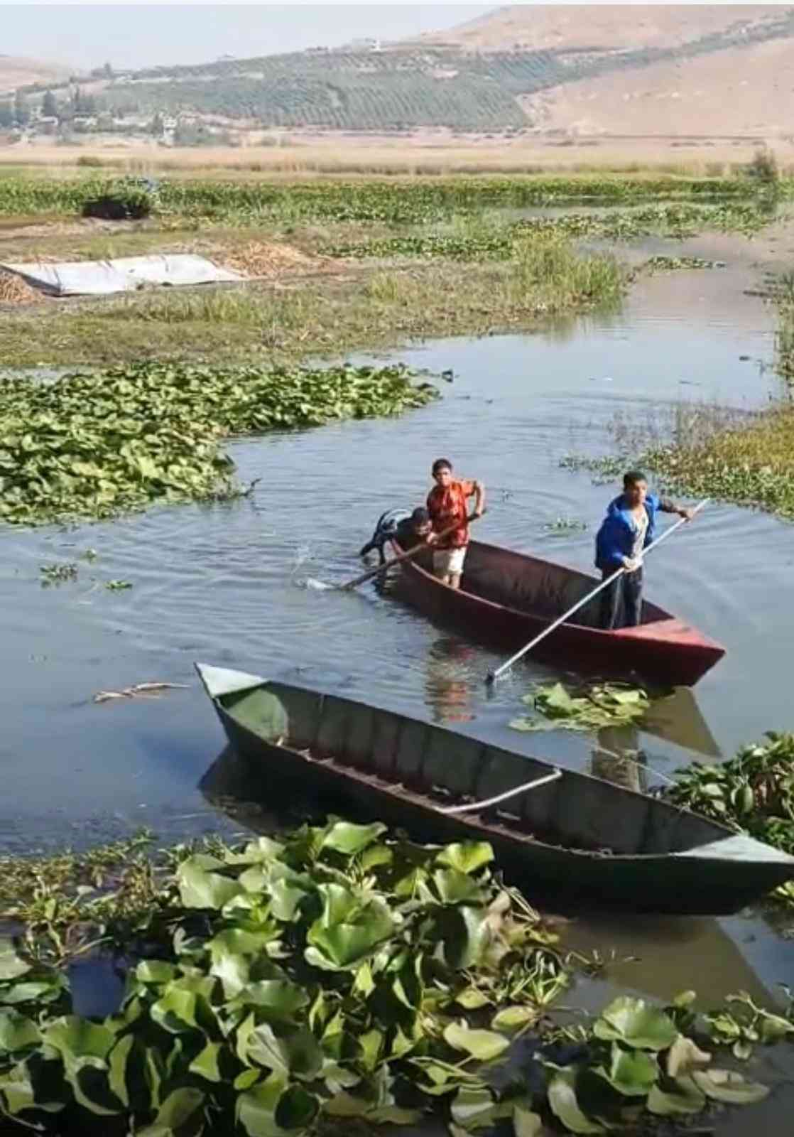 Hatay’da Asi Nehri ve Gölbaşı Gölü’nü kaplayan istilacı su sümbülleri,