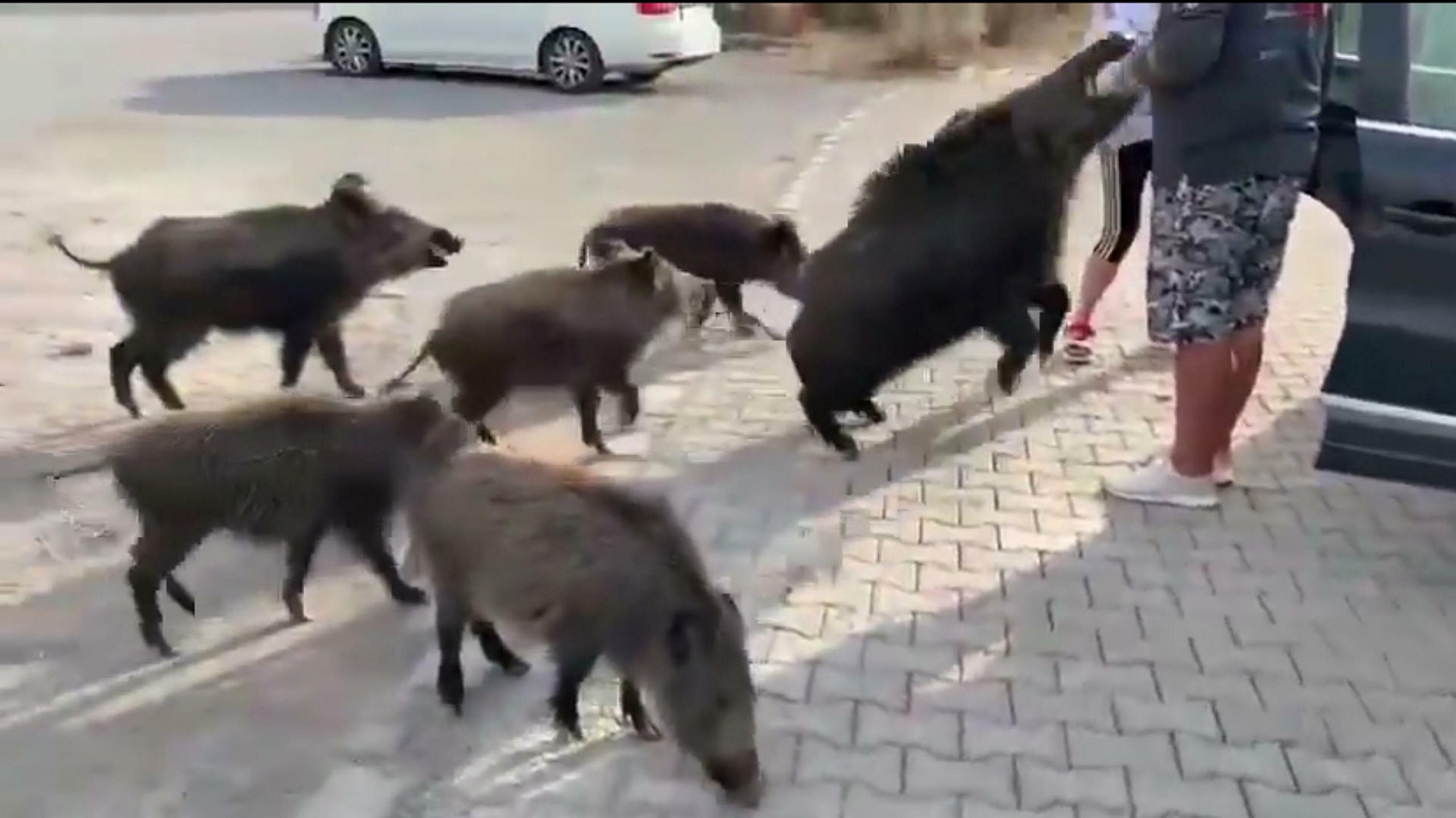 Aydın’ın Kuşadası ilçesi Güzelçamlı Mahallesi’nde bulunan Dilek Yarımadası Milli Parkı’nda