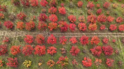   Bursa’nın İnegöl ilçesinde sonbaharın gelişiyle birlikte doğa adeta renk