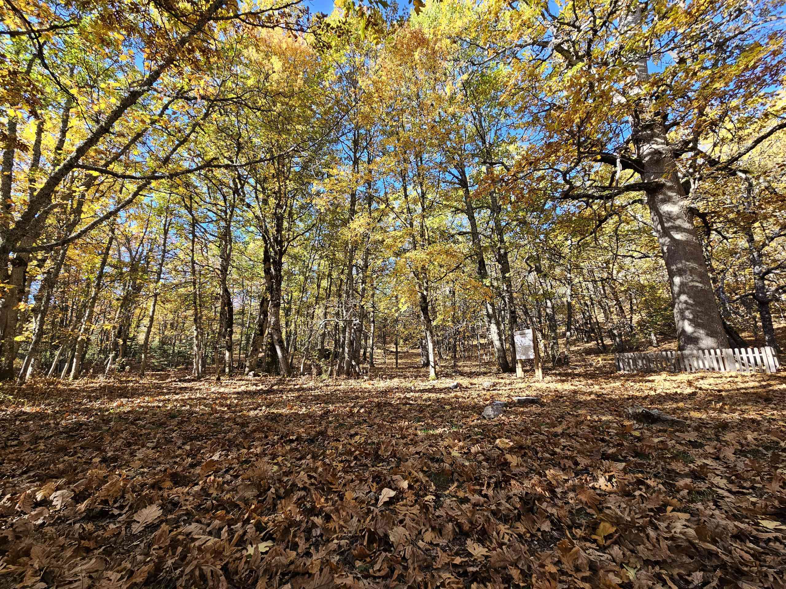 Isparta’nın Eğirdir ilçesinde yer alan ve dünyada yalnızca bu bölgede