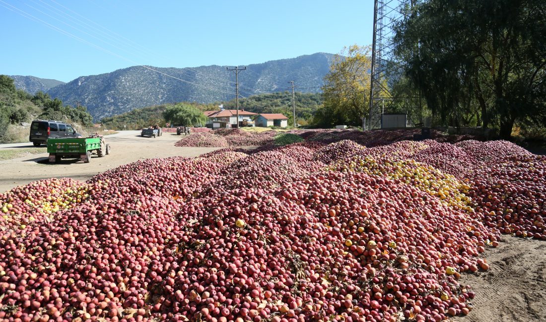 Isparta’nın Eğirdir ilçesinde, hasat dönemiyle birlikte köy meydanlarını elma yığınları