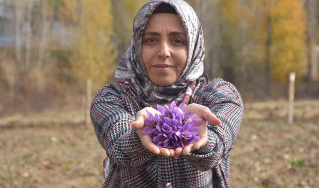 &nbsp; Eşi Kaybettikten Sonra Çare Arayışı Safran Yetiştiriciliğine Dönüştü Sivas’ın