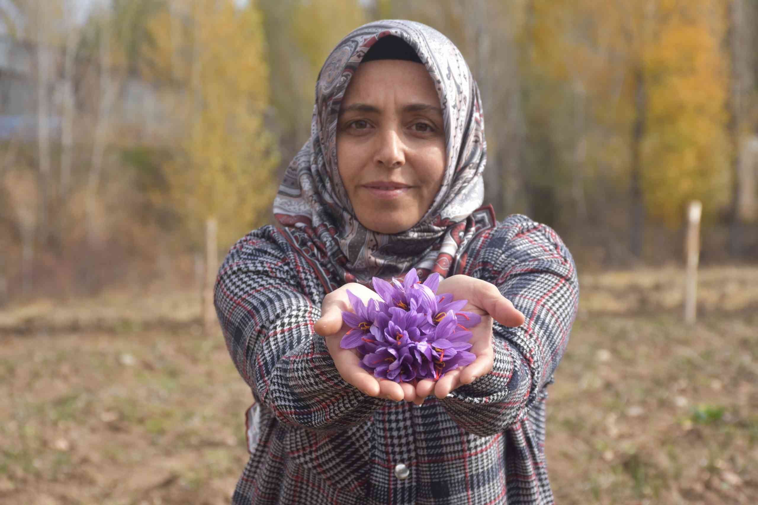 &nbsp; Eşi Kaybettikten Sonra Çare Arayışı Safran Yetiştiriciliğine Dönüştü Sivas’ın