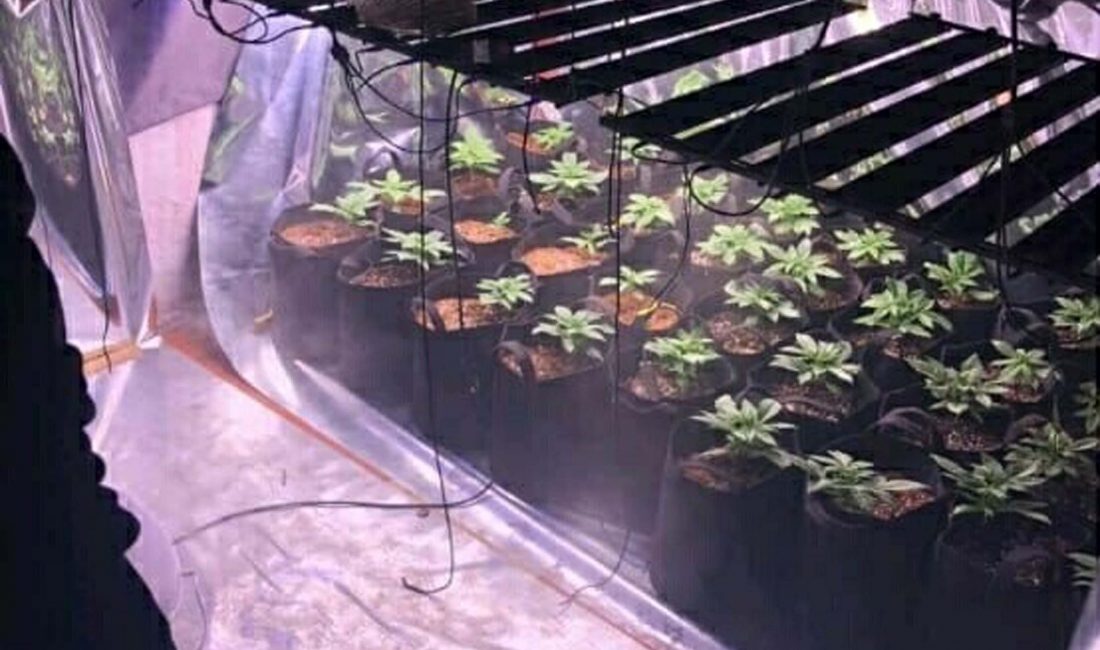 Evinde Sera Kurup Yasadışı Bitki Yetiştiren Y.K. Operasyonla Yakalandı İzmir’in