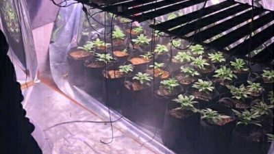 Evinde Sera Kurup Yasadışı Bitki Yetiştiren Y.K. Operasyonla Yakalandı İzmir’in