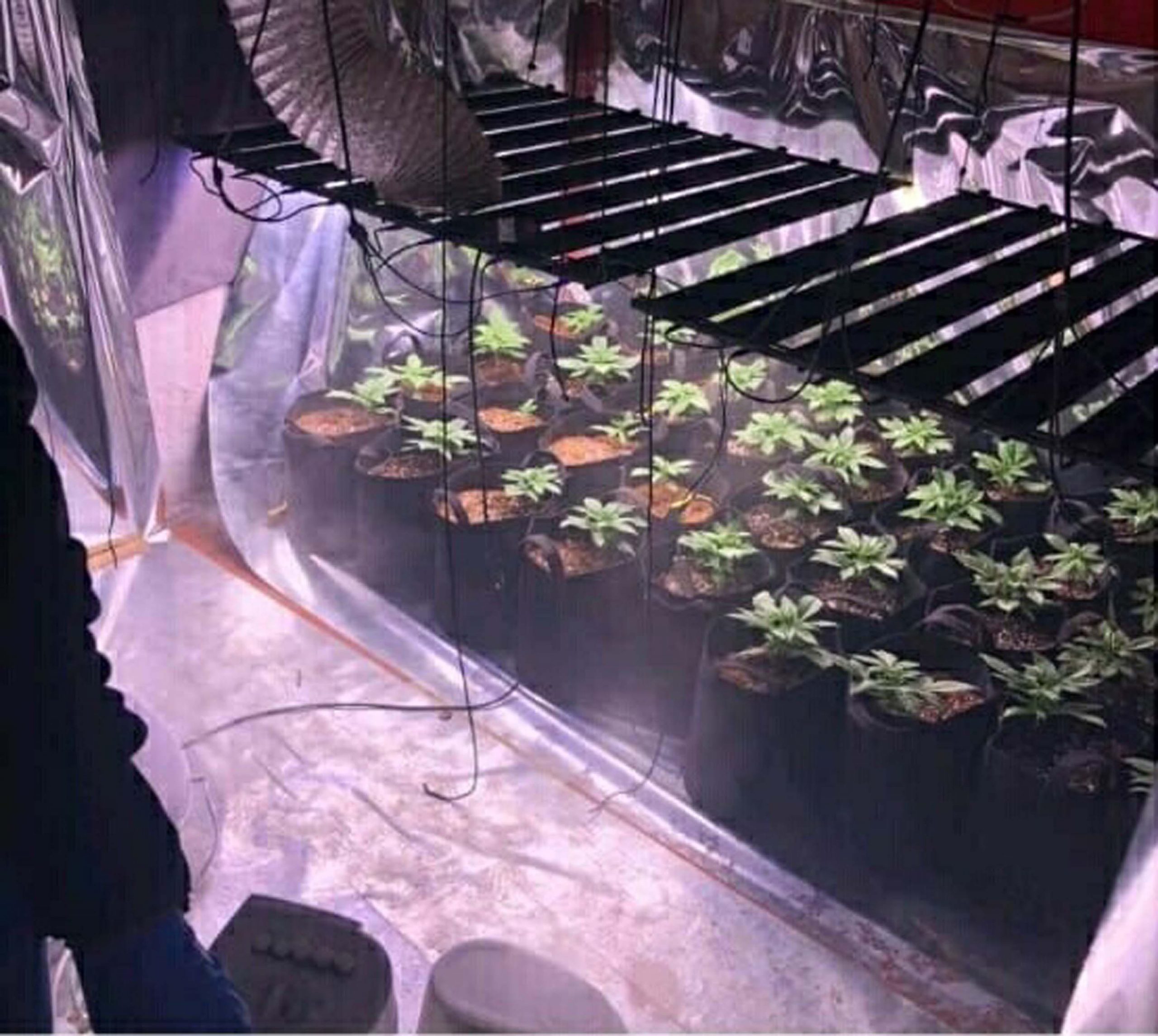 Evinde Sera Kurup Yasadışı Bitki Yetiştiren Y.K. Operasyonla Yakalandı İzmir’in