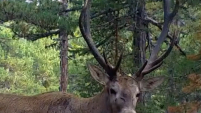 Doğa Koruma ve Milli Parklar (DKMP) Genel Müdürlüğü, yaban hayatı