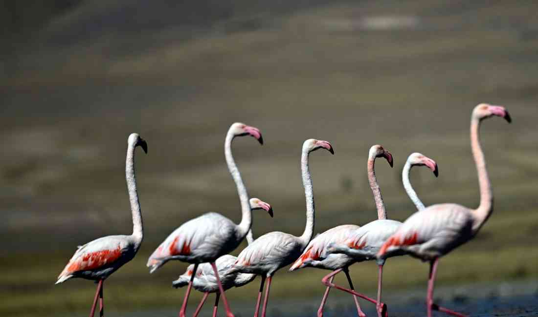 &nbsp; Urumiye Gölü’nün Kuruması Flamingoları Van’a Çekiyor Van Gölü Havzası,