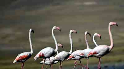 &nbsp; Urumiye Gölü’nün Kuruması Flamingoları Van’a Çekiyor Van Gölü Havzası,