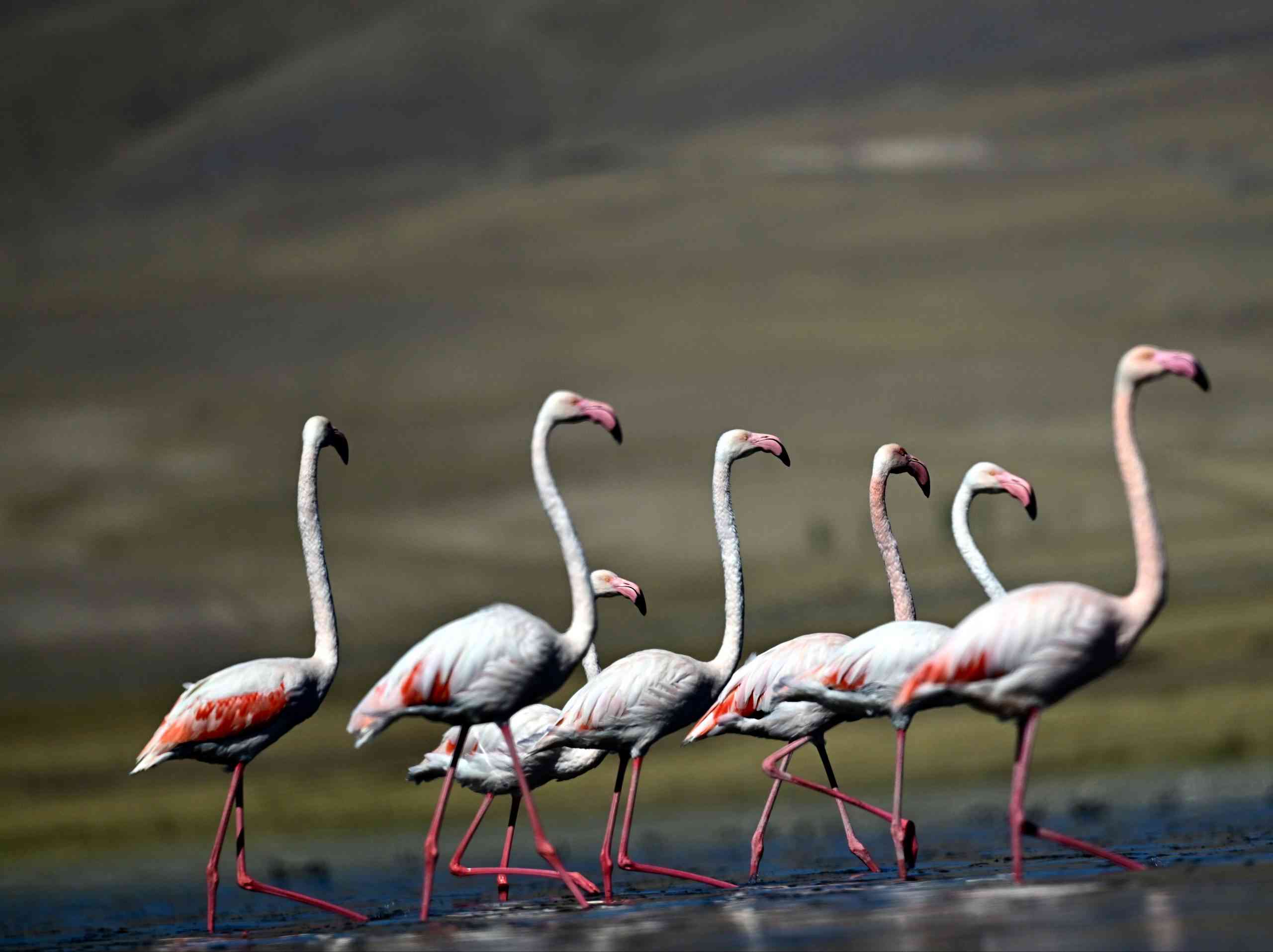&nbsp; Urumiye Gölü’nün Kuruması Flamingoları Van’a Çekiyor Van Gölü Havzası,