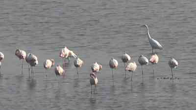 &nbsp; Marmara’nın ‘Kuş Oteli’nde Sonbahar Hareketliliği Yalova’nın Altınova ilçesinde bulunan