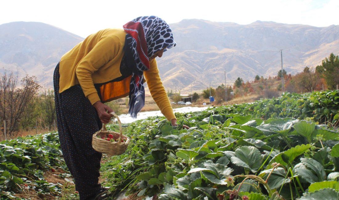 Malatya’nın Doğanşehir ilçesine bağlı Sürgü Mahallesi’nde yaşayan Rabia Özkan (55),