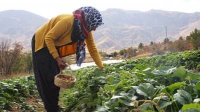 Malatya’nın Doğanşehir ilçesine bağlı Sürgü Mahallesi’nde yaşayan Rabia Özkan (55),