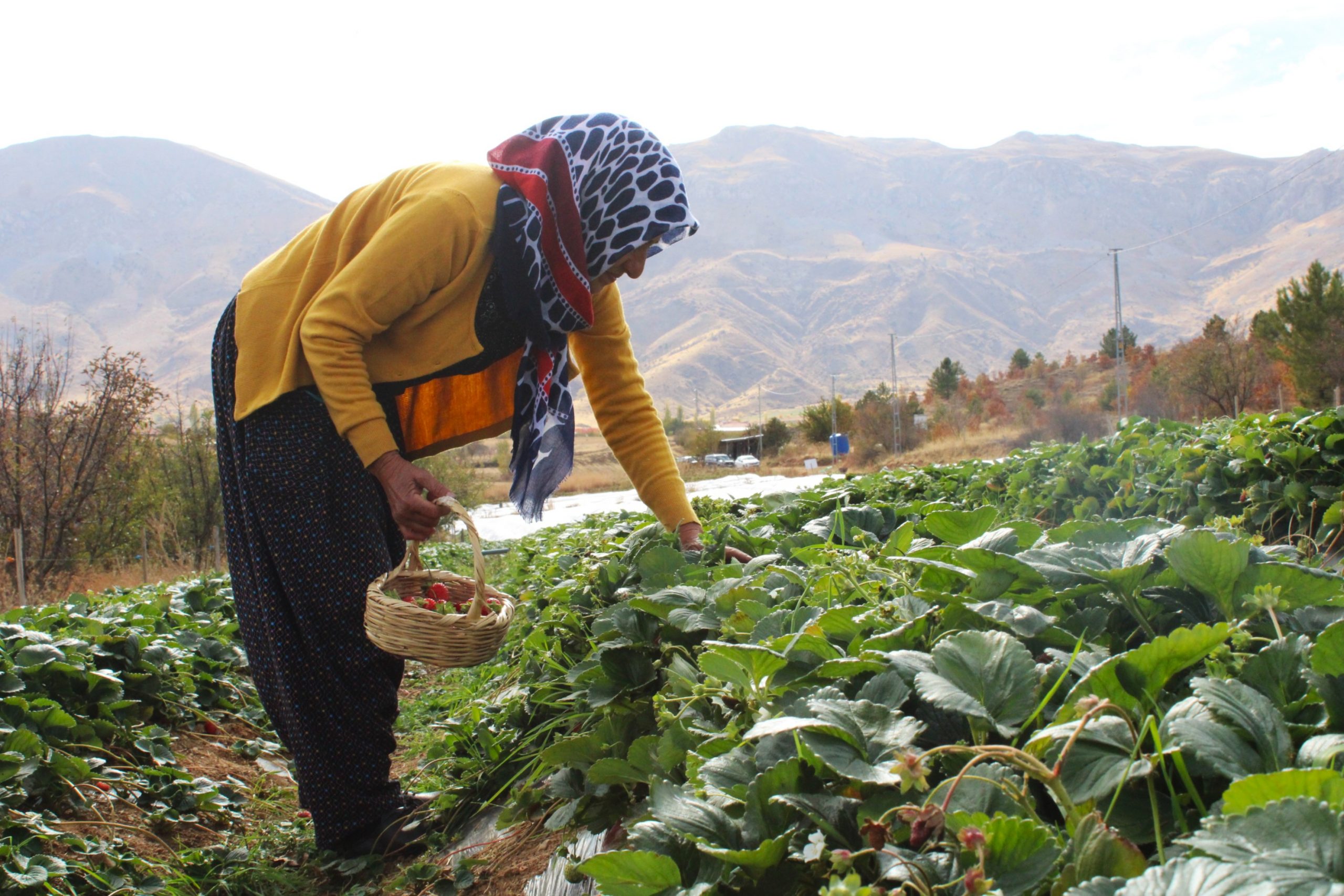 Malatya’nın Doğanşehir ilçesine bağlı Sürgü Mahallesi’nde yaşayan Rabia Özkan (55),