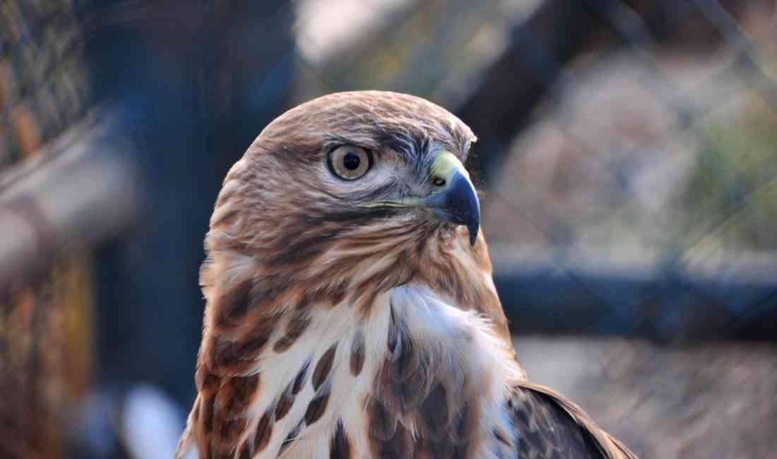 Kafkas Üniversitesi’ndeki Merkez, 10 Yılda 4 Bin 500 Yaban Hayvanını