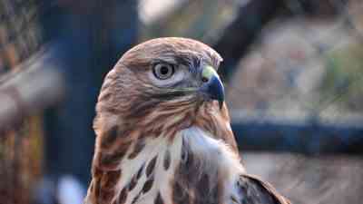 Kafkas Üniversitesi’ndeki Merkez, 10 Yılda 4 Bin 500 Yaban Hayvanını